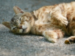 猫 20051110