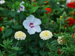 花 20081711