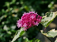 花 2007023