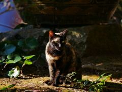 猫 1912296