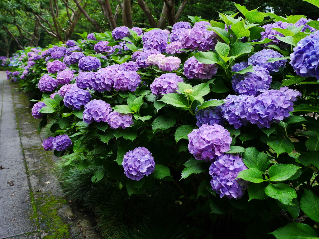 花 2006261