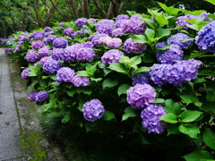 花 2006261