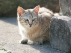 猫 20032316
