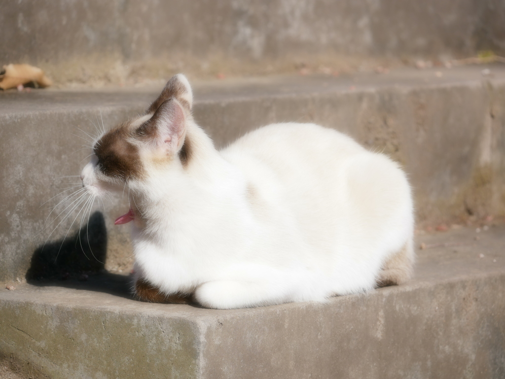 猫 2002106