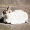 猫 2002106