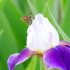 昆虫 20052511
