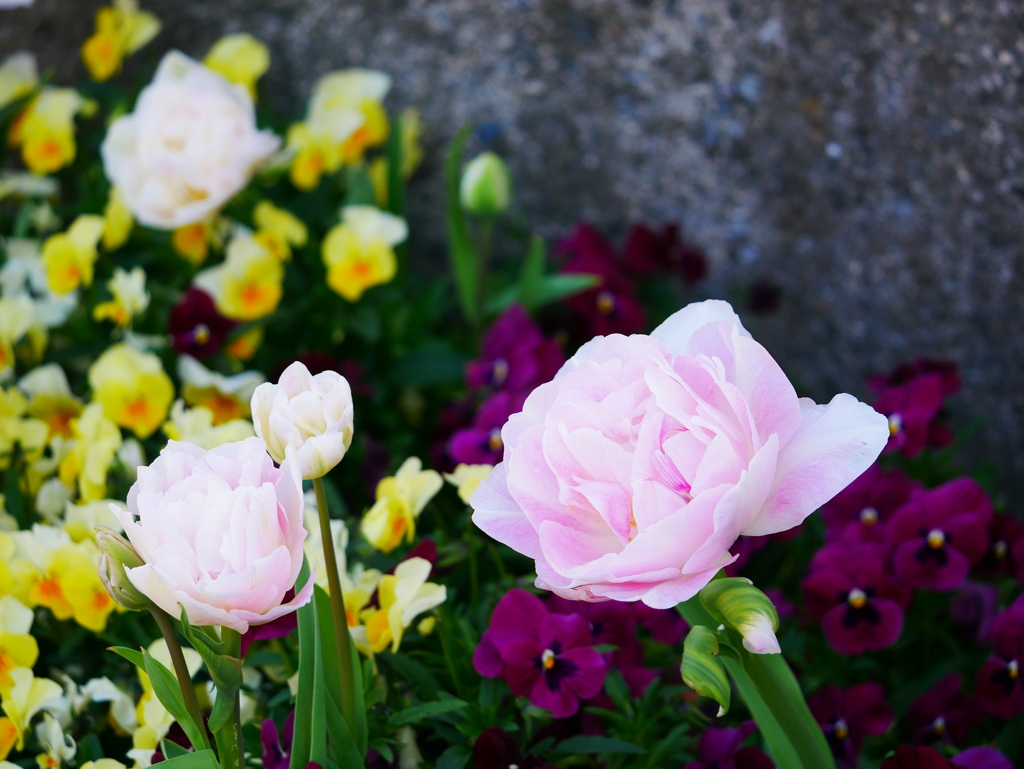 チューリップ 20042517