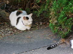 猫 20080412
