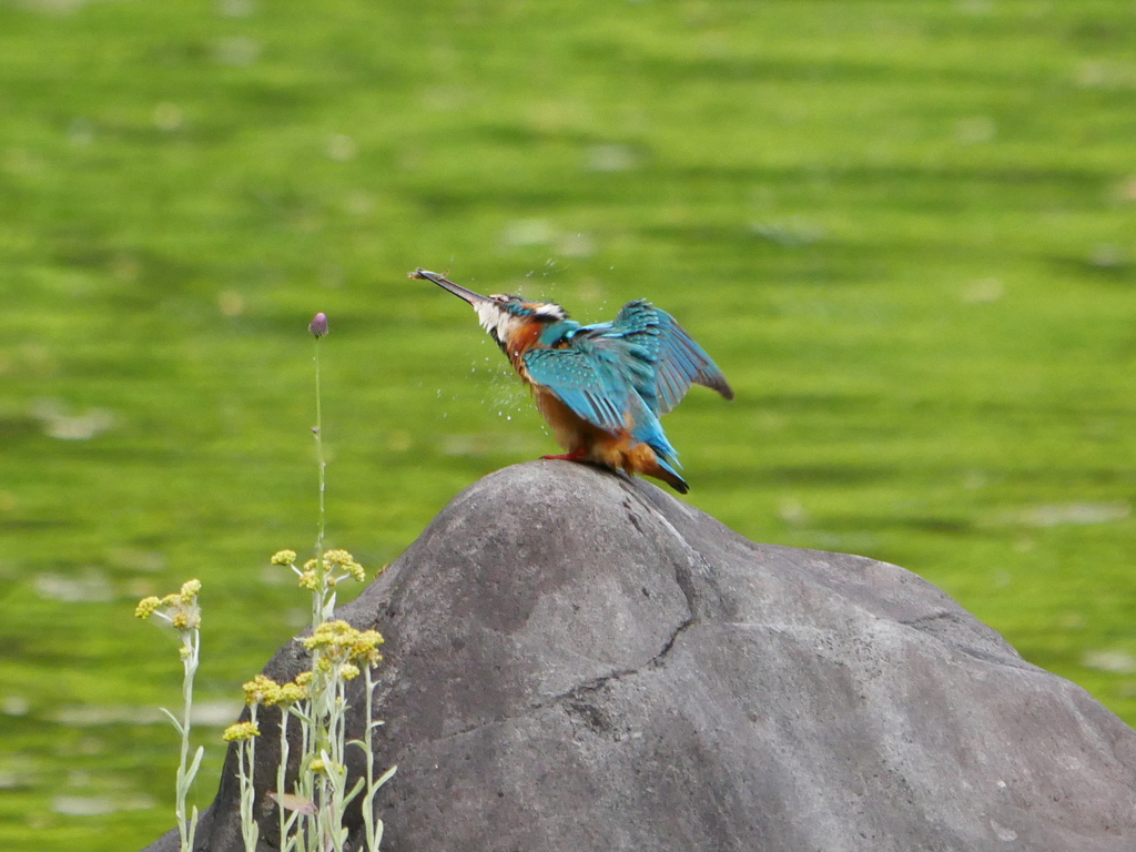 カワセミ 2005053