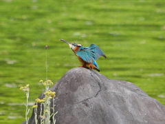 カワセミ 2005053