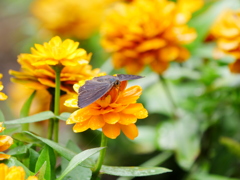 昆虫 2006261