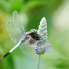 昆虫 2008174