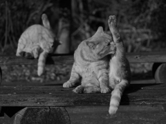猫 1912168