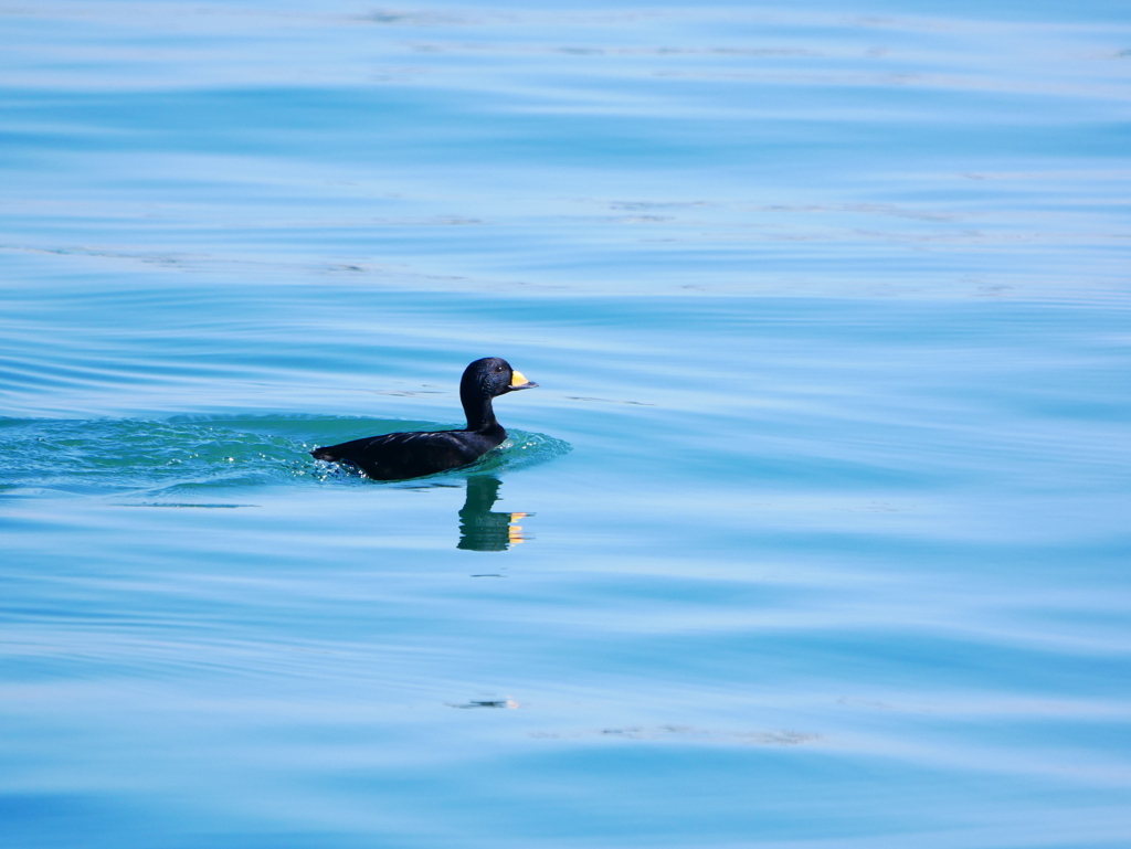 クロガモ 2001201