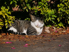 猫 1912293