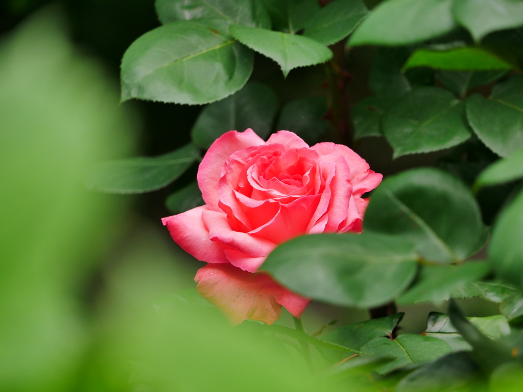 花 2005219