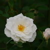 20100127