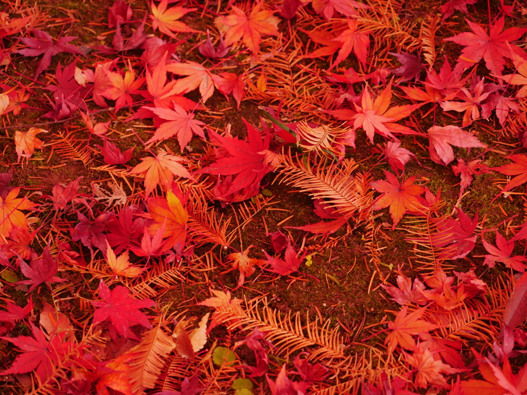 紅葉 181215