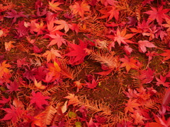 紅葉 181215