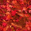 紅葉 181215