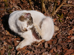 猫 2002108
