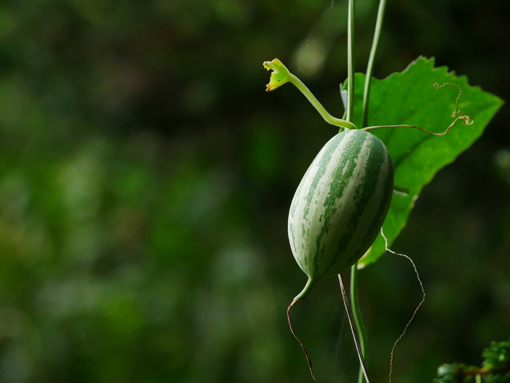 植物 2009082