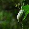 植物 2009082