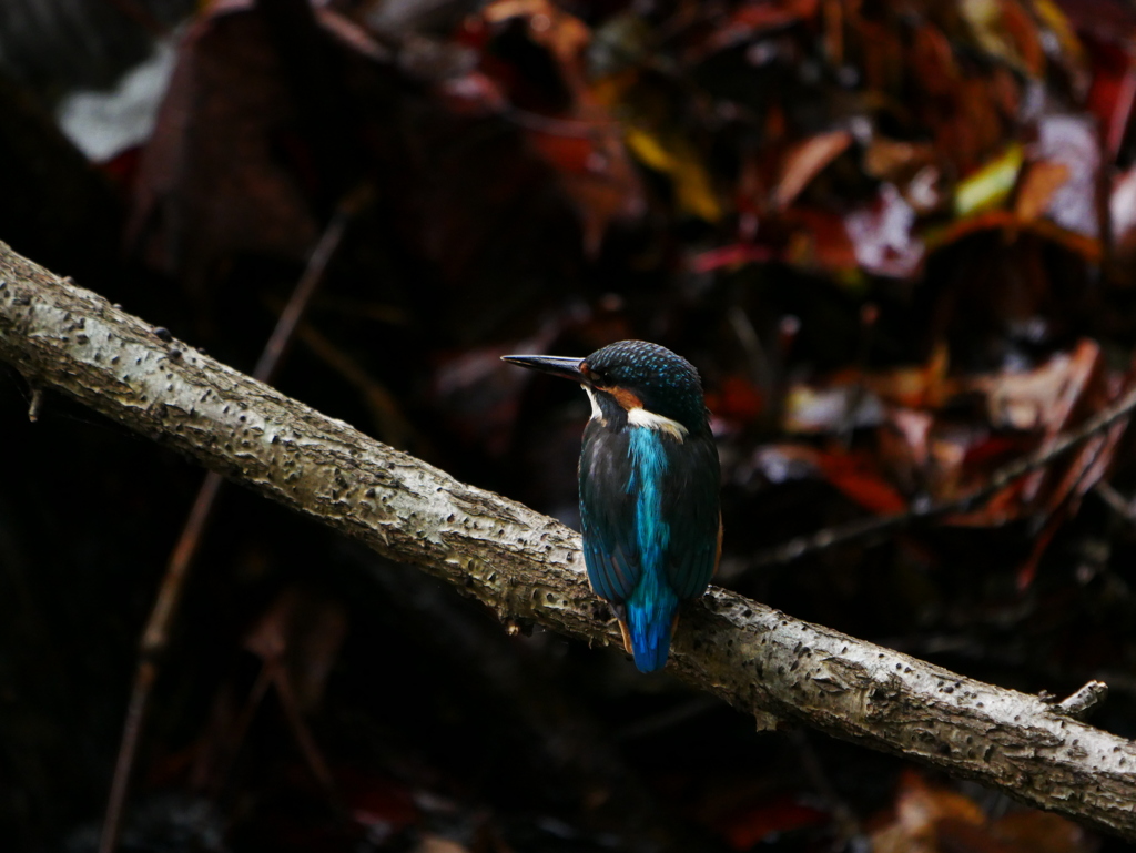 20103017