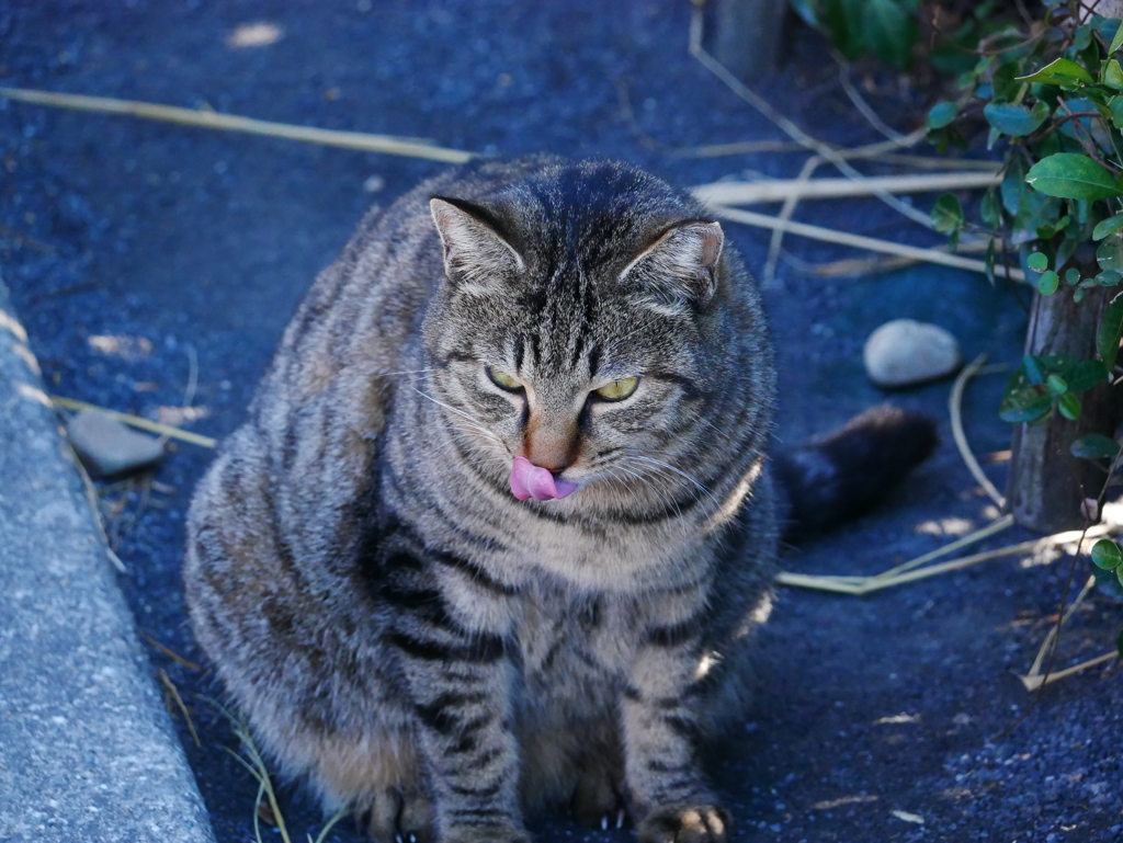 猫 19122912