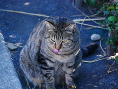 猫 19122912