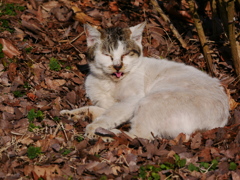 猫 20021011
