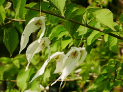 花 2005056
