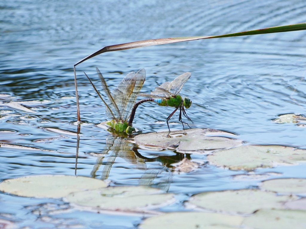 昆虫 20090815