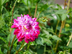 花 20062324