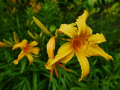 花 20062319