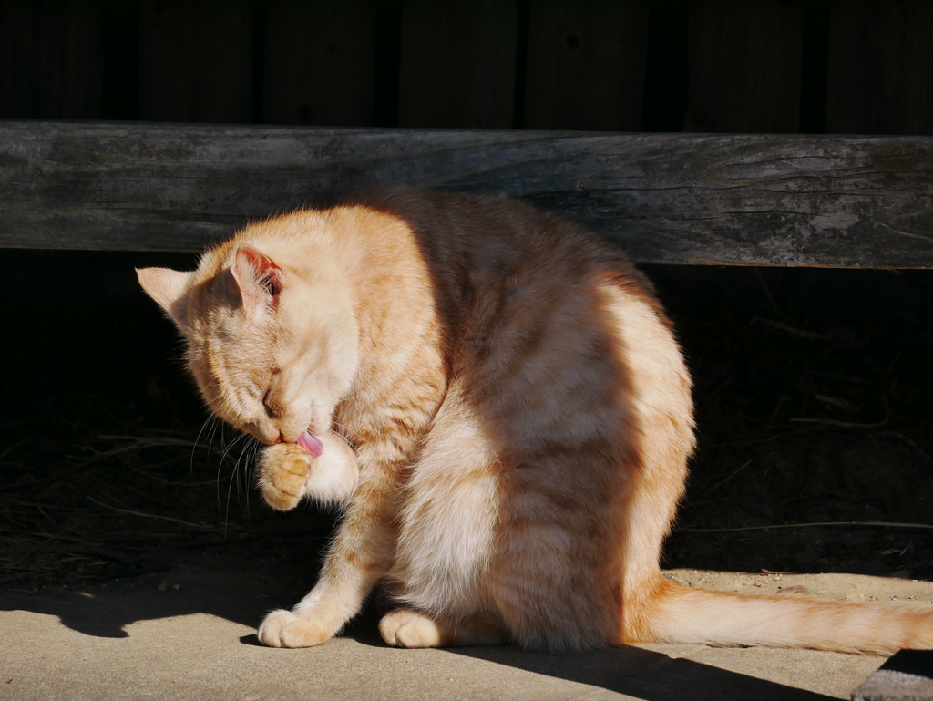 猫 19122917
