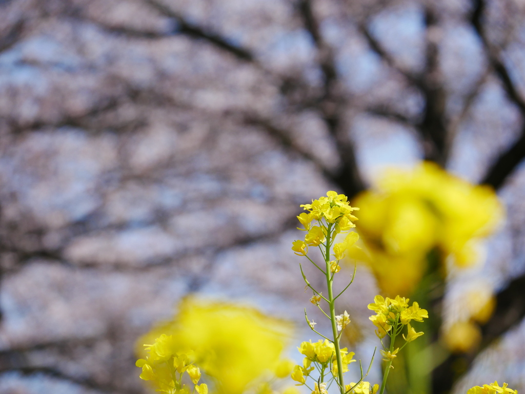 菜の花 2003262