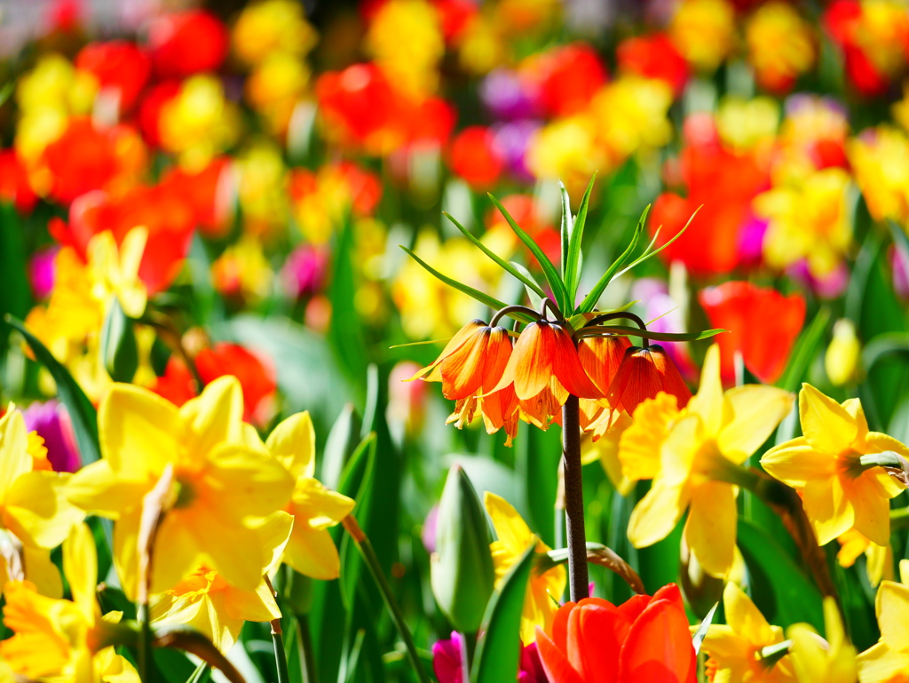 花 1904091