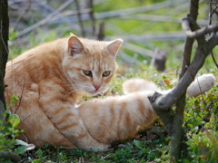 猫 20032311