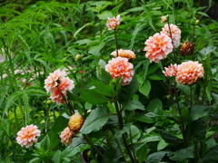 花 2006237