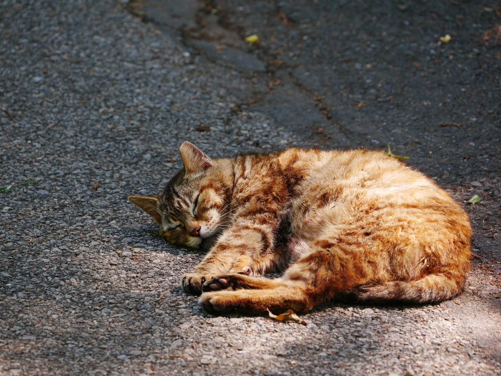 猫 2005111