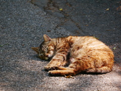 猫 2005111