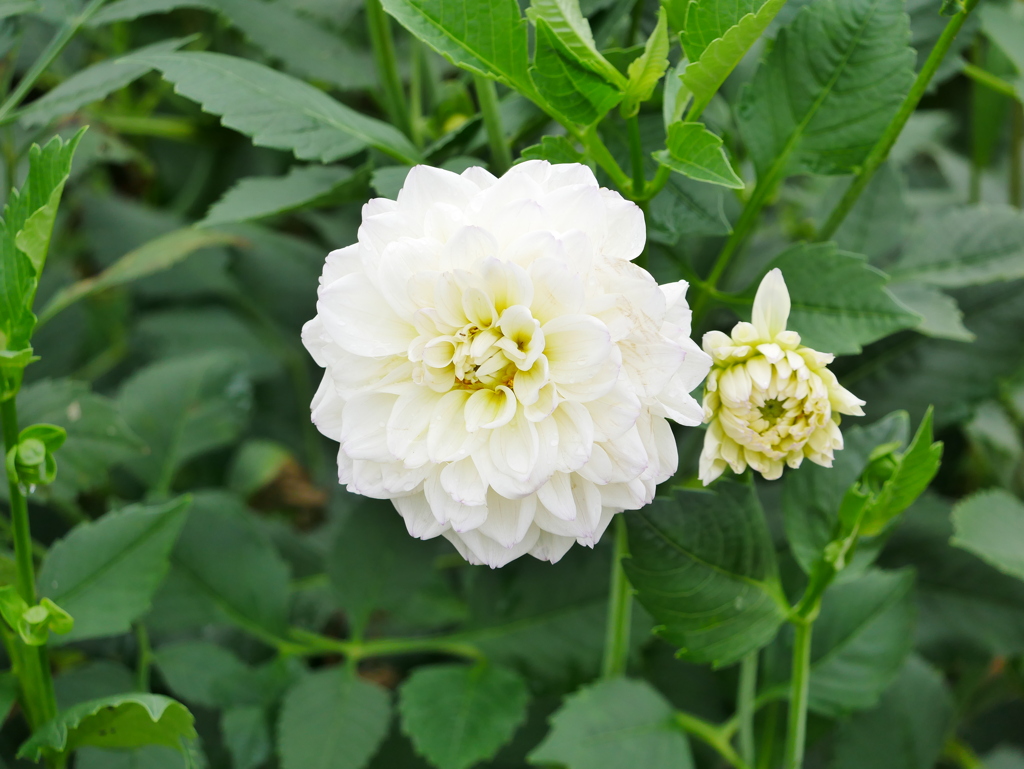 花 2007313