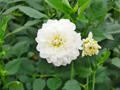 花 2007313