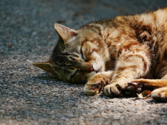 猫 2005113