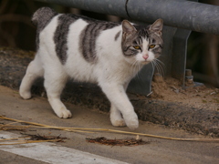 猫 2002041