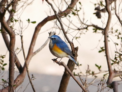 2012241
