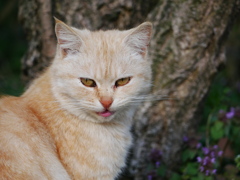 猫 2003234