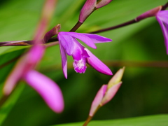 花 200505