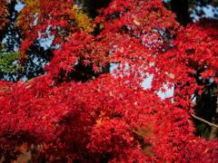 紅葉 181213